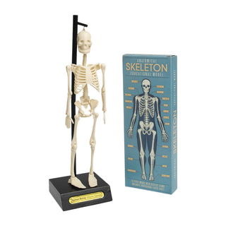 Anatomical model kit for curious kids, Rex London Anatomical Skeleton Model, hands-on discovery of how the body fits together, ages 5 plus